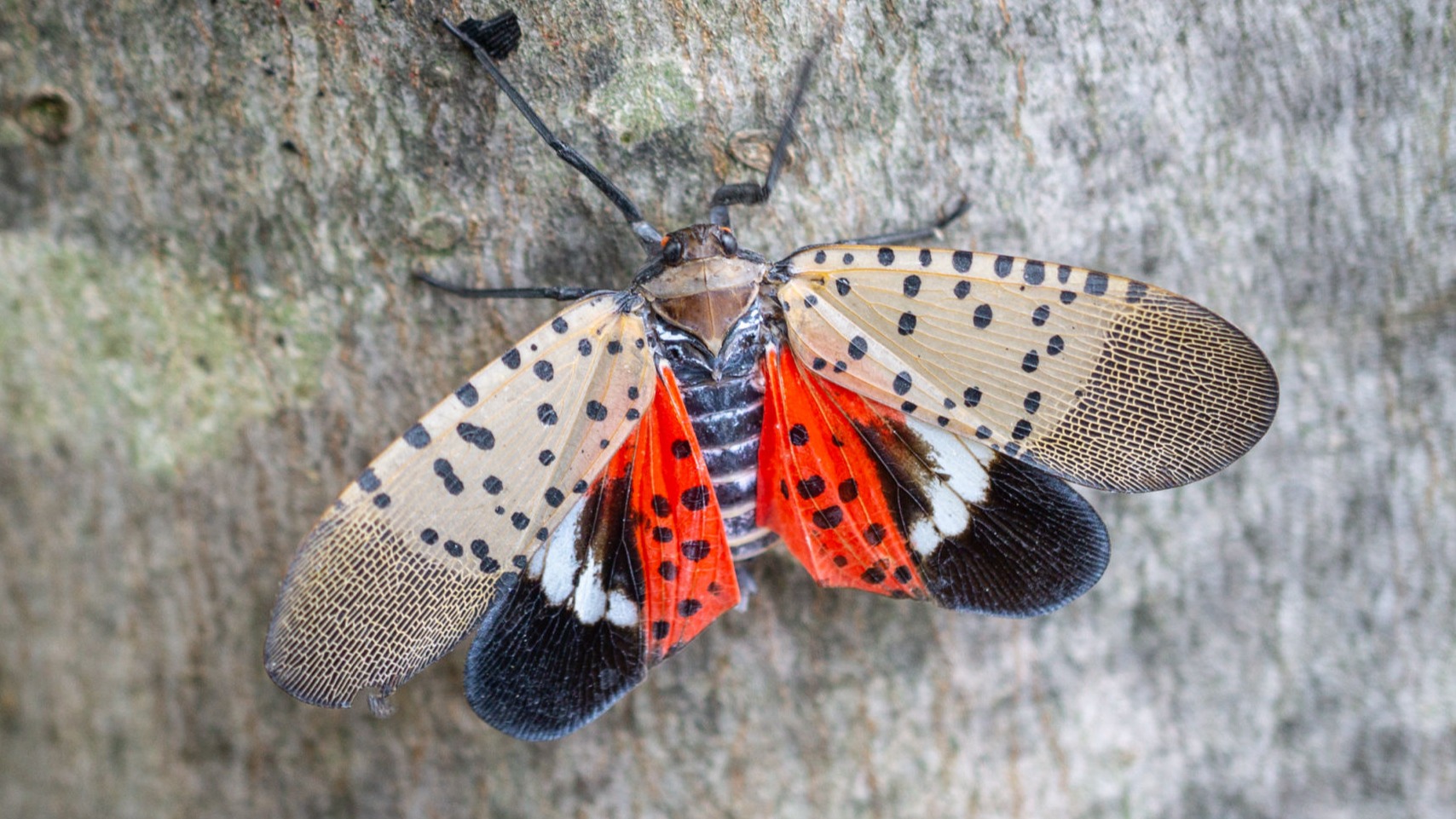Spotted Lanternfly