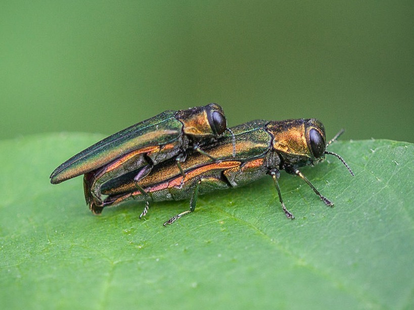 Emerald Ash Borer