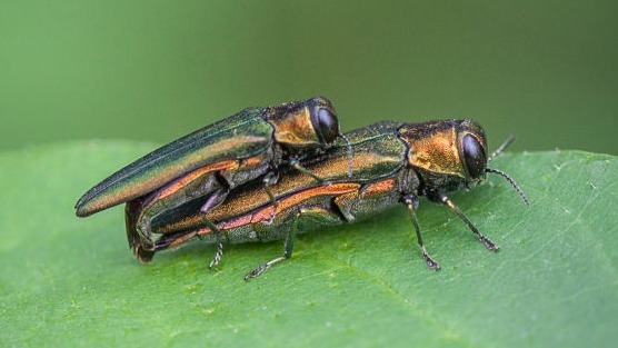 Emerald Ash Borer